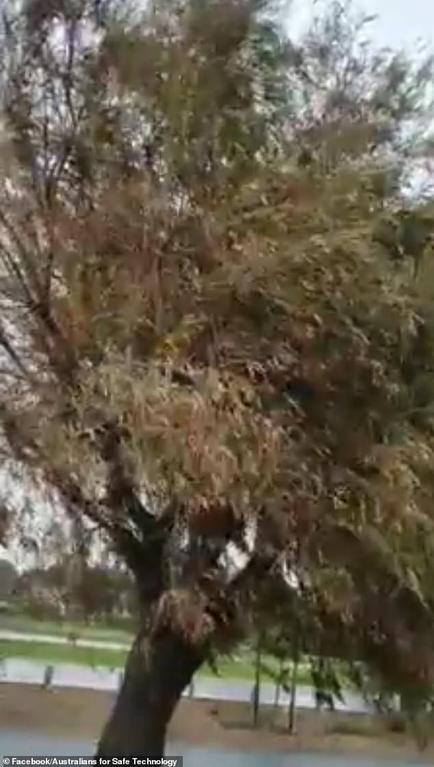 5g-tree-killer